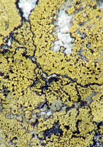Lichens Are The Way