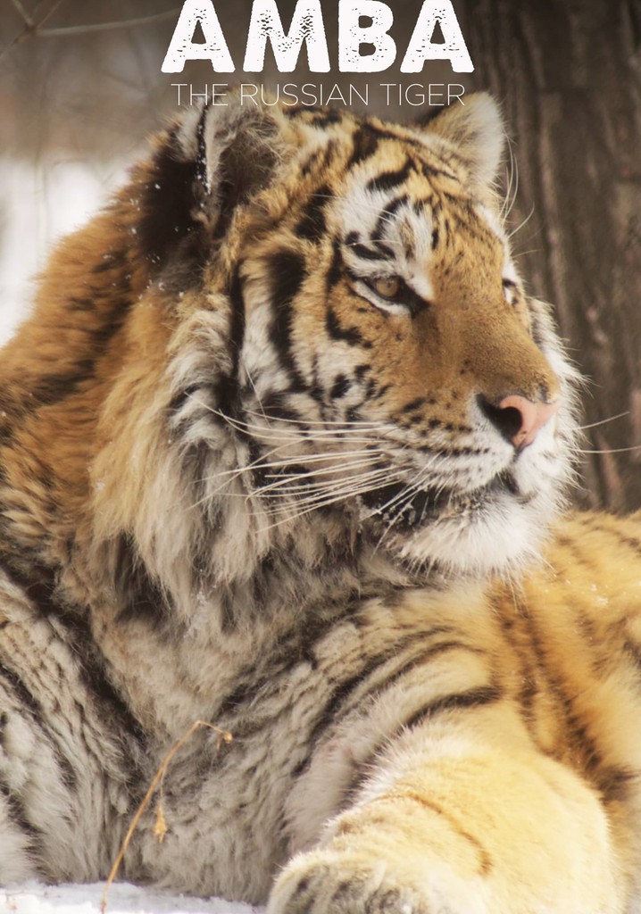 Amba: The Russian Tiger