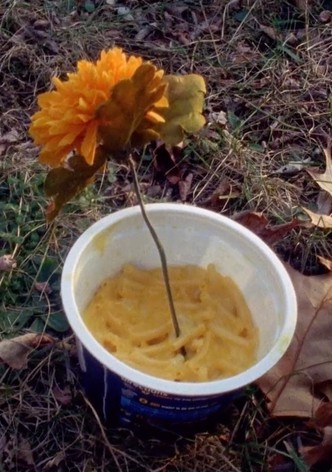 Macaroni Serenade