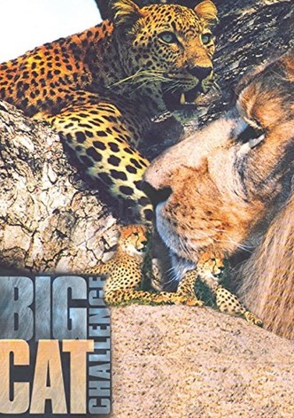 Big Cat Challenge