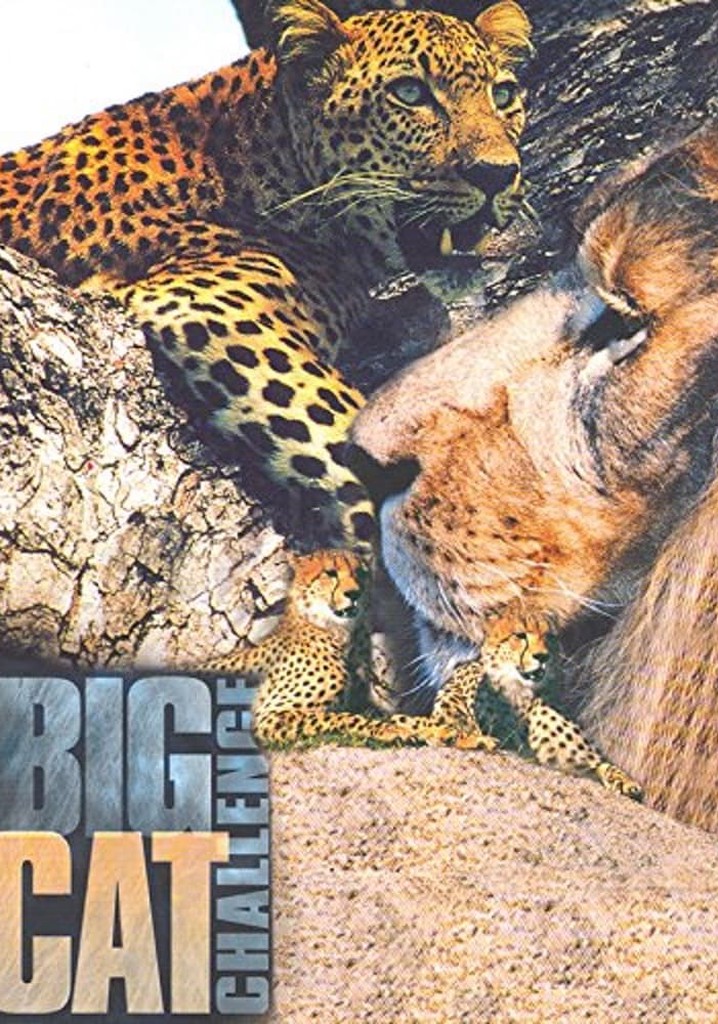 Big Cat Challenge