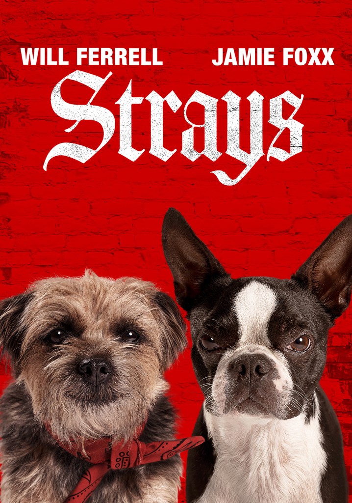 Strays yayını nereden film izlenir?