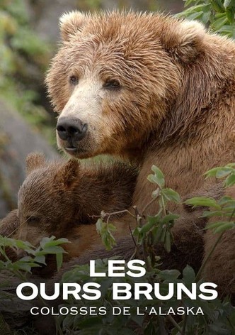 Les ours bruns, colosses de l'Alaska