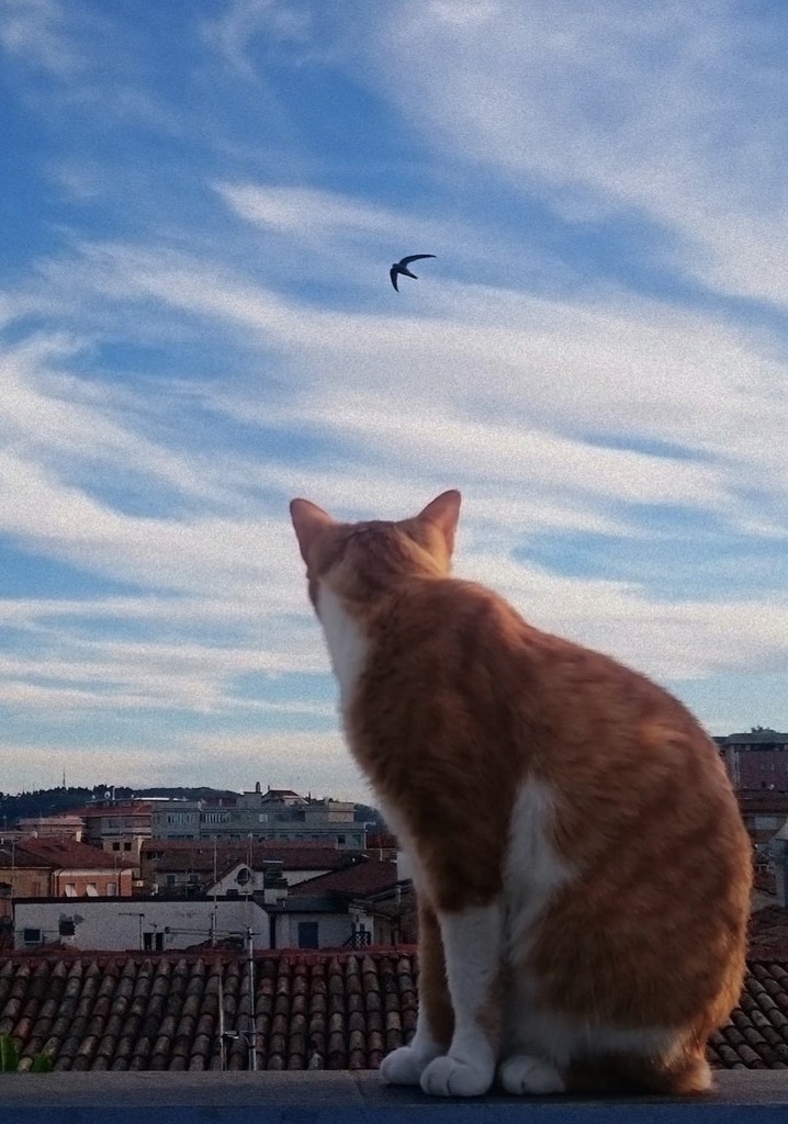 Prima passeggiata - Tra le rondini