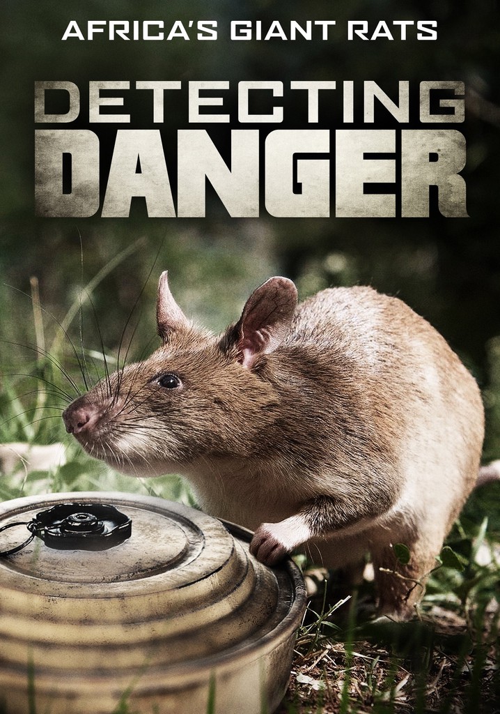 Detecting Danger: Africa's Giant Rats