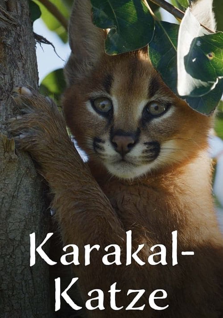 Caracal: The Lone Cat Society