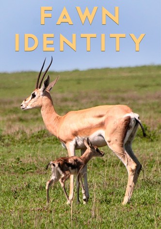 Fawn Identity