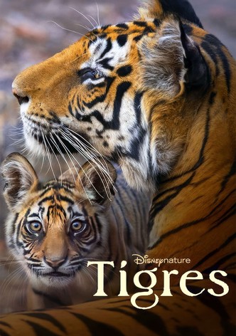 Tigres