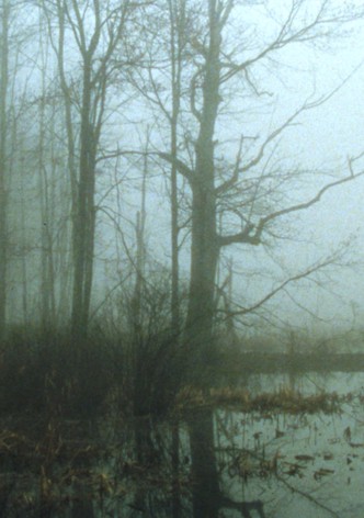 Early Spring Wetlands