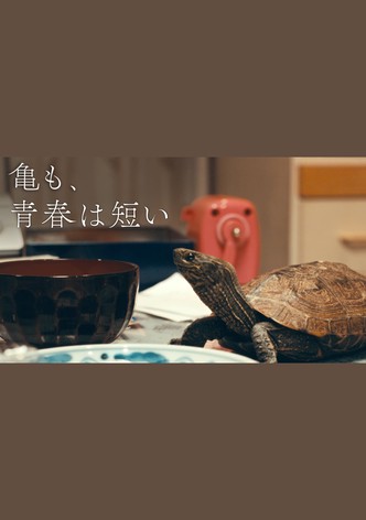 亀も、青春は短い