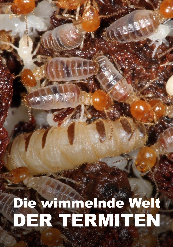 The World According to Termites