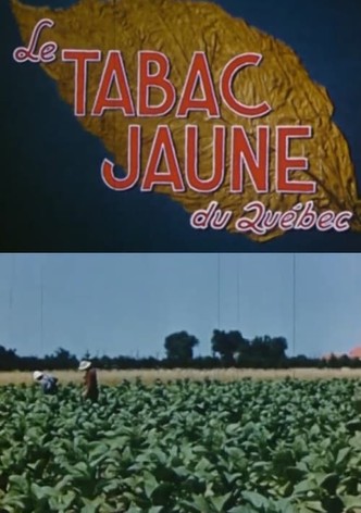 Yellow Tobacco from Quebec