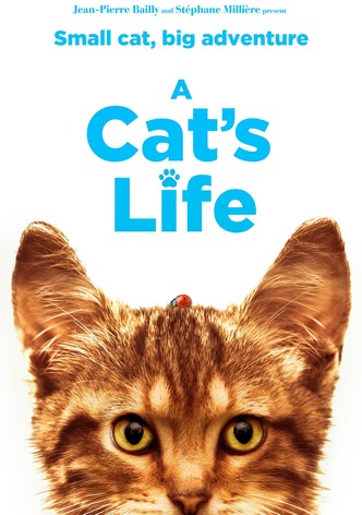 A Cat's Life