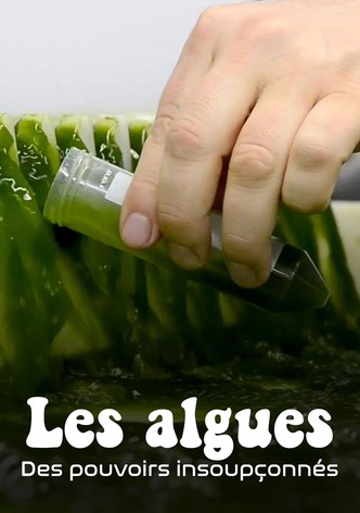 Les Algues : Des pouvoirs insoupçonnés