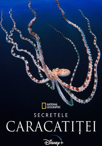 Secretele caracatiței