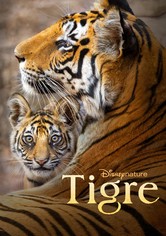 Tigre