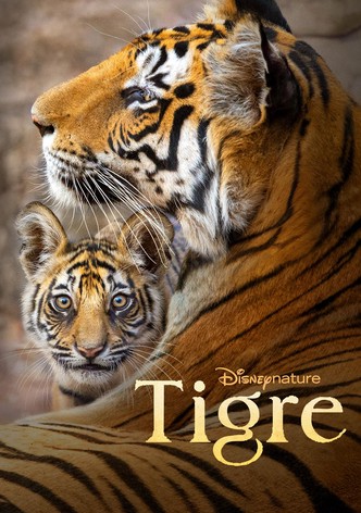 Tigre