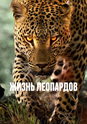 Жизнь леопардов