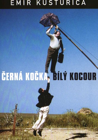 Černá kočka, bílý kocour