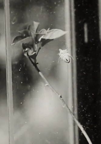 Glasshouse