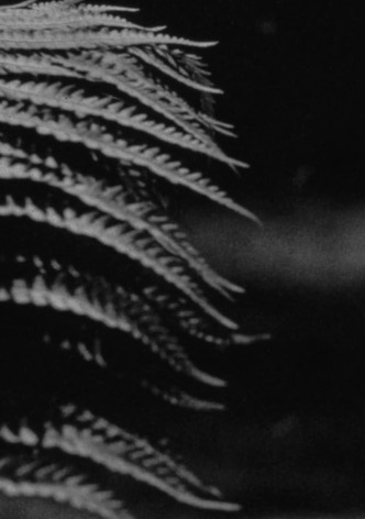 emergence