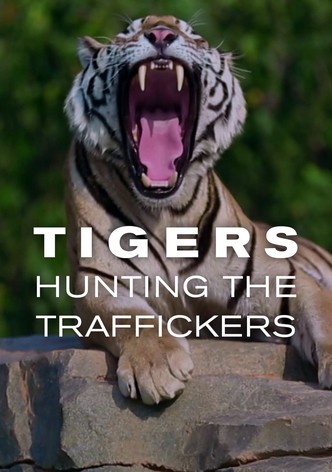 Natural World: Tigers, Hunting the Traffickers