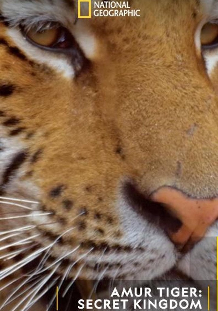 Siberian Tiger, The Secret Kingdom