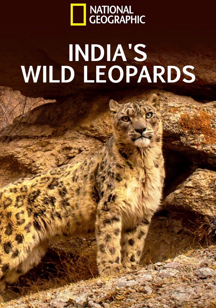 India's Wild Leopards