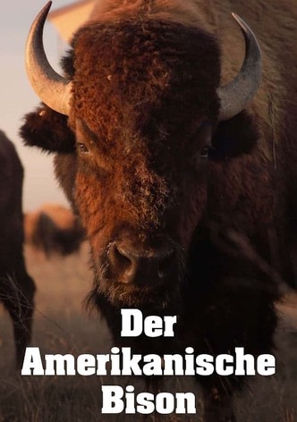 Der Amerikanische Bison