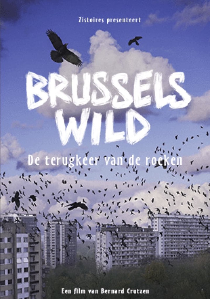 Bruxelles sauvage, le retour des corbeaux