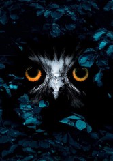 Vier Jahreszeiten - Ein Wald im Wandel