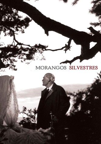 Morangos Silvestres