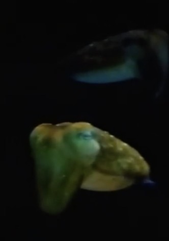 Aliens From Inner Space
