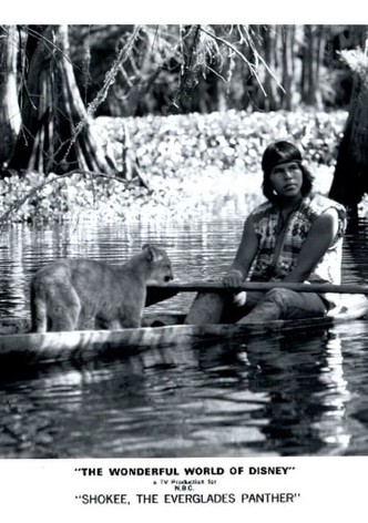Shokee, the Everglades Panther