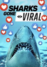 Vorsicht bissig: Die wildesten Hai-Videos der Welt