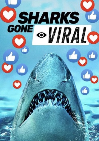 Vorsicht bissig: Die wildesten Hai-Videos der Welt