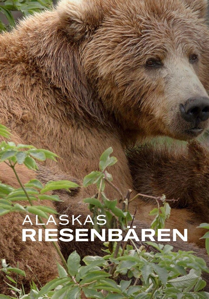 Alaskas Riesenbären