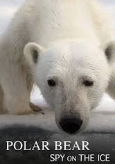Polar Bear: Spy on the Ice