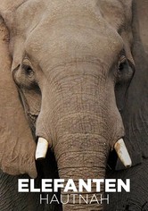 Elephants Up Close