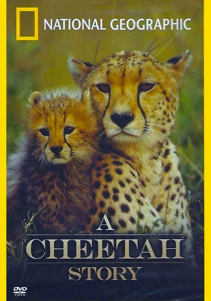 Cheetah Story