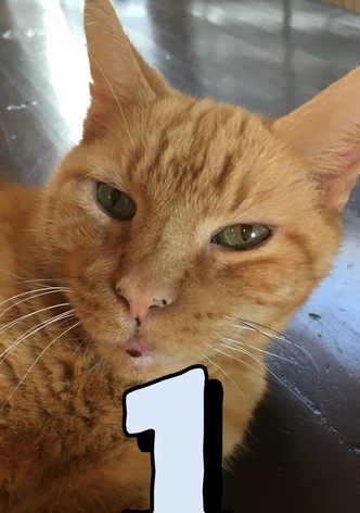 The Adventures of Murphy the Cat #1
