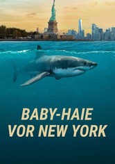 Baby-Haie vor New York