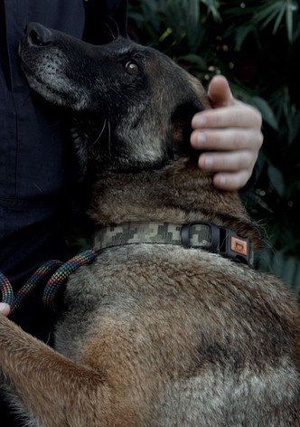 Service dogs and their people