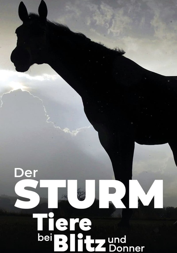 Der Sturm - Tiere bei Blitz und Donner
