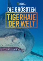 Die größten Tigerhaie der Welt