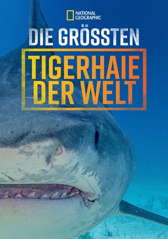 Die größten Tigerhaie der Welt