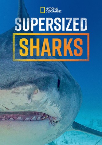 Supersized Sharks