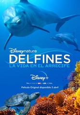 Delfines: La vida en el arrecife