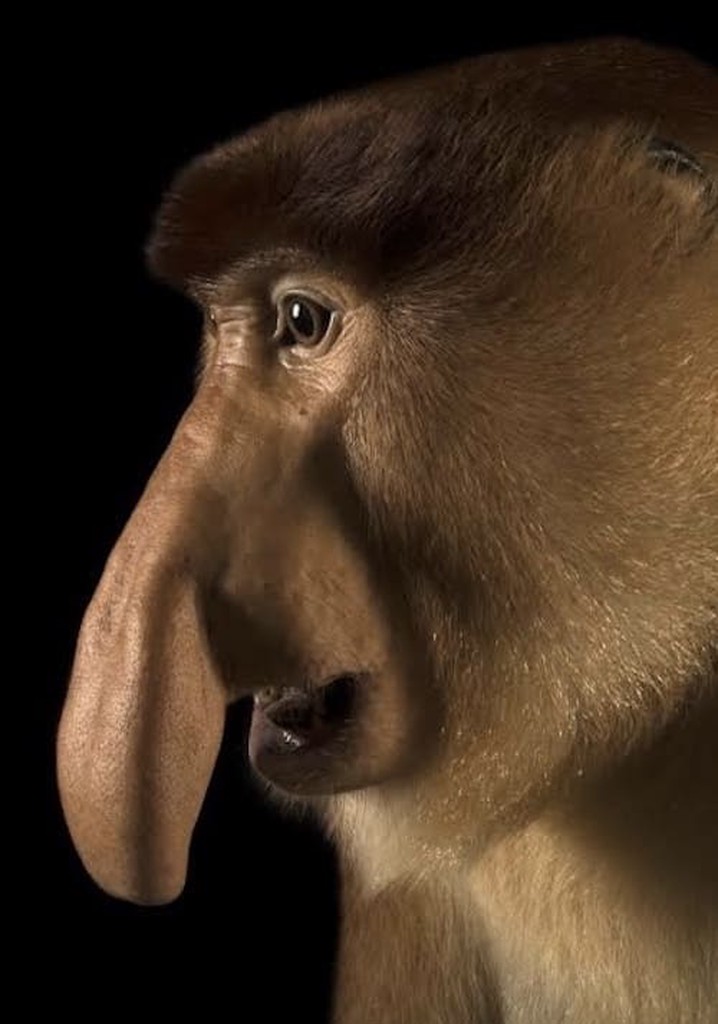 Clown of the Jungle: The Proboscis Monkey of Borneo