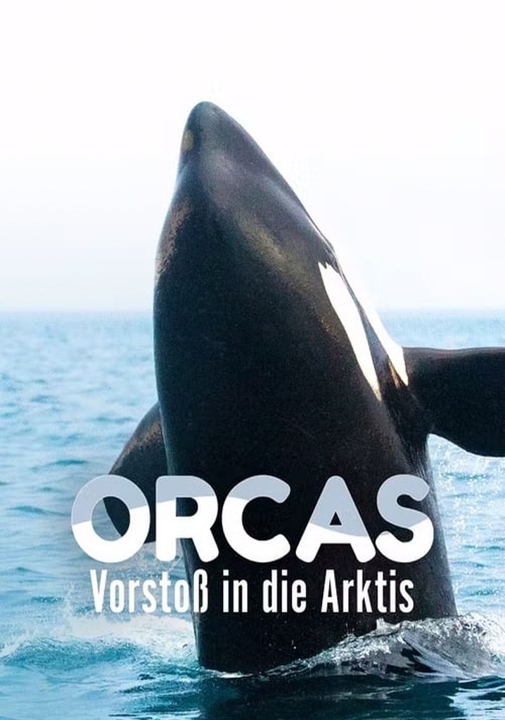 Orcas - Vorstoss in die Arktis